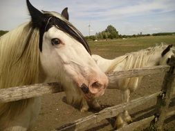 Domestic Horses On The Ranch