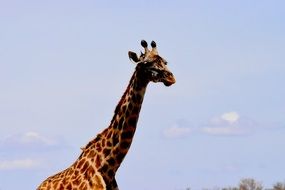 large giraffe in Tanzania