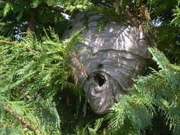 vespiary on the tree