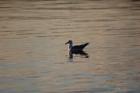 Seagull in a sea