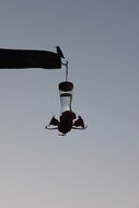 hummingbird silhouette at dusk
