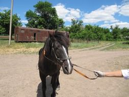 bridled black Horse