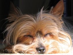 Yorkshire Terrier Doggy