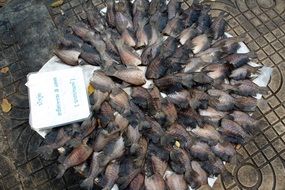dried fish on the fish market
