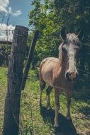 farm horse in paddock