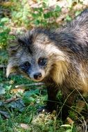 marten on green grass