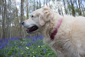 Portrait of golden retriever dog in the spring forest