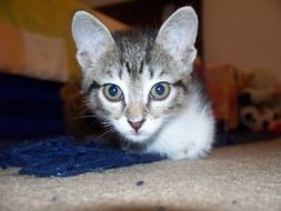 young cat with big green eyes