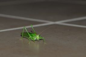 green grasshopper on the floor