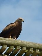 falcon on the roof