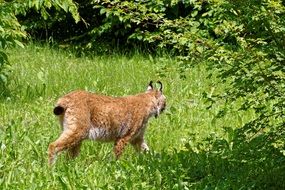 lynx walks in the thicket