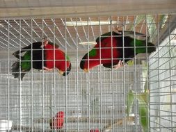 multi-colored parrots on the cage wall