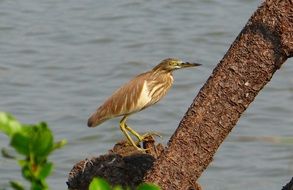 heron stands on a stone in a pond