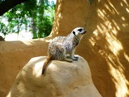 Wild Meerkat in a zoo