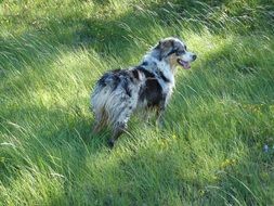 Australian Shepherd dog on meadow