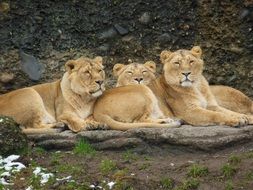 three lionesses resting