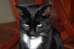 black cat as in a tuxedo close-up