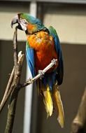 tropical parrot on a branch