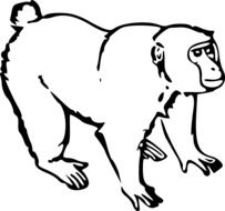 jungle Monkey drawing