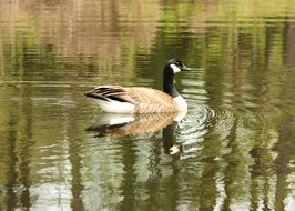 Goose in a pond