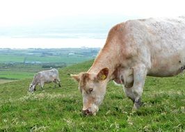 cows graze in a green meadow