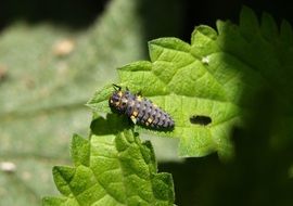 close-up of a ladybird larva on a green leaf