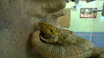 gecko lizard in terrarium