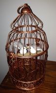 Couple birds in a cage