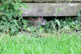 rodent under wooden boards