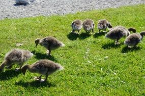 ducks graze on the grass