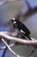 melanerpes