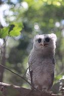 unusual bird on a branch on a sunny day