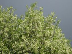 blooming bird cherry under a stormy sky