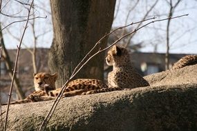 cheetahs on a rock in switzerland