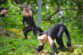 cute Monkey Primate Wildlife portrait