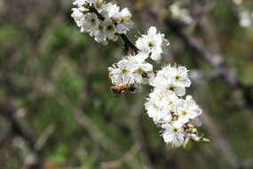insect pollinates a white flower