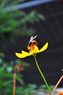 insect on a small yellow flower on a sunny day