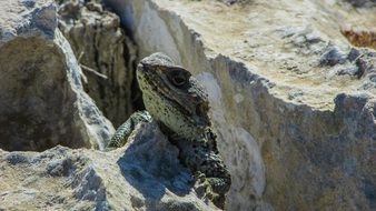 lizard climbing on the stone