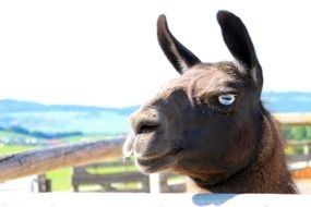 portrait of a brown lama