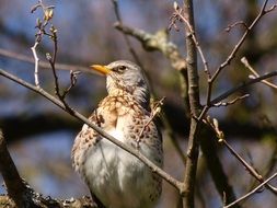 Bird on the branches of the tree in spring close-up on blurred background