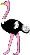 beautiful Ostrich Bird drawing