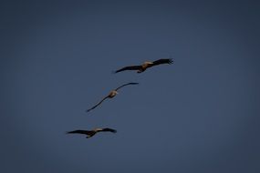 pelicans in flight