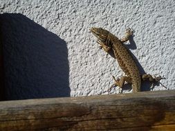 Climbing lizard on a wall