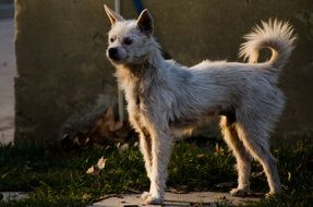 thin white dog