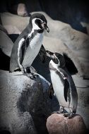penguin on stones