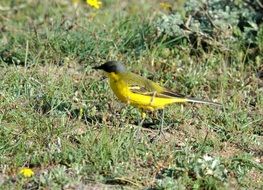 Finch or Yellow Sparrow