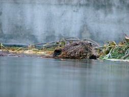 Cute beaver in the water near the plants