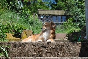 dog on stone in the garden