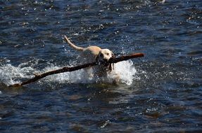 the dog carries a stick in the water