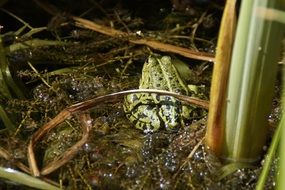 Green frog in the wildlife